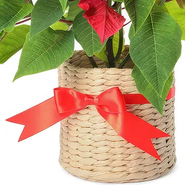 London flowers  -  Red poisettia in basket Flower Bouquet/Arrangement