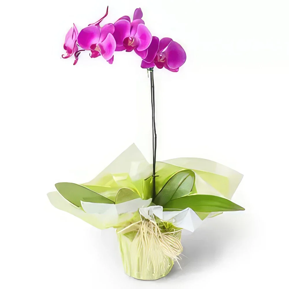 fortaleza kukat- Vaaleanpunainen phalaenopsis orkidea Kukka kukkakimppu