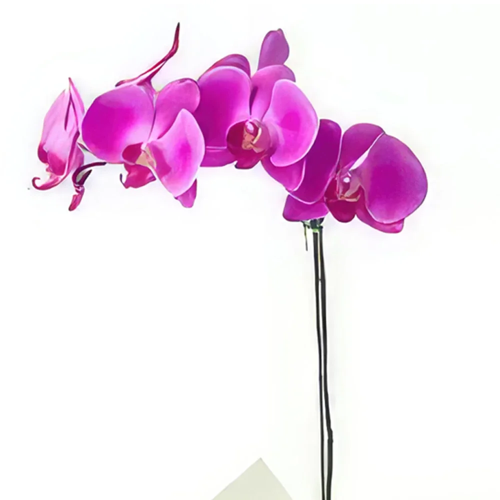サンパウロ 花- ピンクのファラエノプシス蘭 花束/フラワーアレンジメント