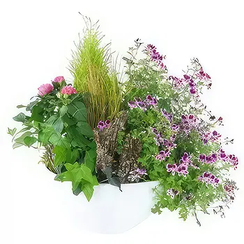 France flowers  -  Blend of pink & purple Pulchra plants Flower Delivery