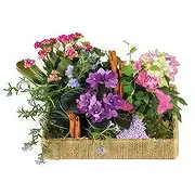 Лилль Доставка цветов - Смесь растений The Enchanted Garden Букет