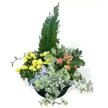 fiorista fiori di Laval- Miscela di piante Il giardino del tempo Fiore Consegna