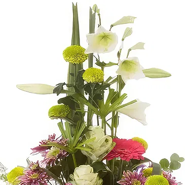 Cala Llonga flowers  -  Bloom Bliss Gerbera Hub Flower Bouquet/Arrangement