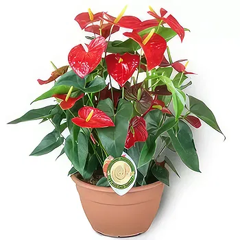 Antias flowers  -  Color of Passion Flower Delivery
