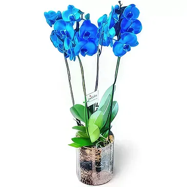 fleuriste fleurs de Niu Blau- Des âmes aux fleurs Bouquet/Arrangement floral