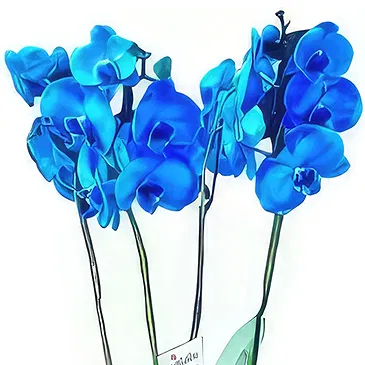 fleuriste fleurs de Niu Blau- Des âmes aux fleurs Bouquet/Arrangement floral