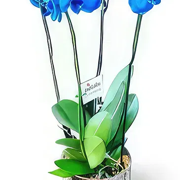 fleuriste fleurs de Niu Blau- Des âmes aux fleurs Bouquet/Arrangement floral