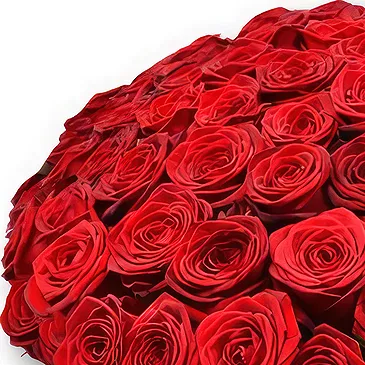 Garhoud flowers  -  Bold & Beautiful Red Rose Bouquet Flower Bouquet/Arrangement
