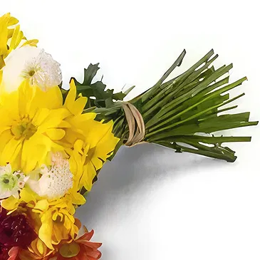 Brasilien Blumen Florist- Bouquet von bunten Gänseblümchen Bouquet/Blumenschmuck