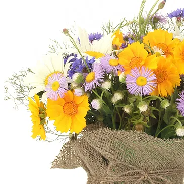 Vignone flowers  -  Composition of Daisy Plants Flower Bouquet/Arrangement