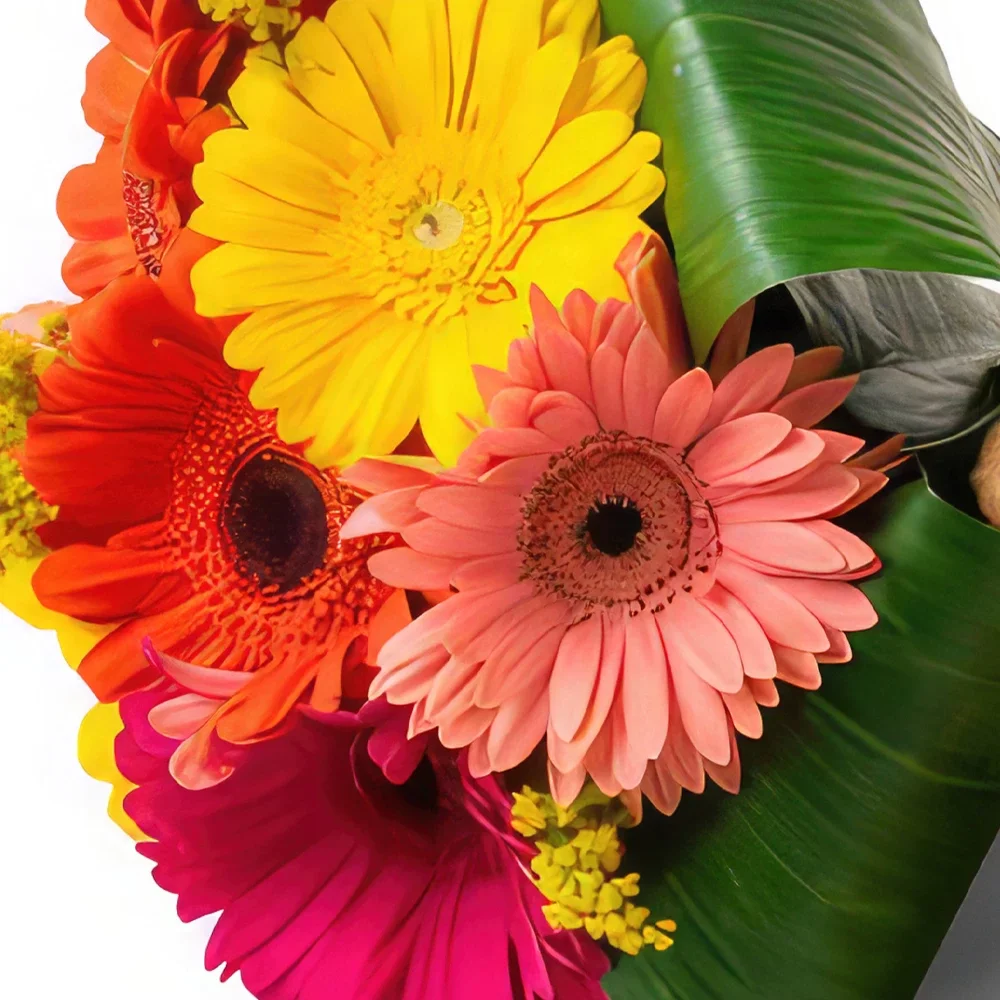 サンパウロ 花- 8ガーベラとテディベアのブーケ 花束/フラワーアレンジメント