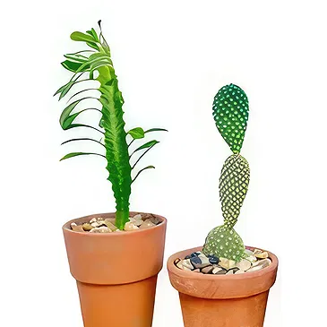 Adma flowers  -  Green  Leave Flower Bouquet/Arrangement
