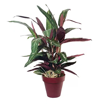 Vignone flowers  -  Calathea plant Flower Bouquet/Arrangement