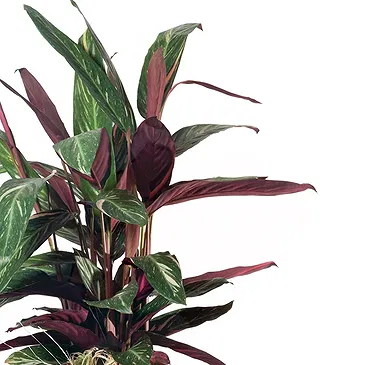 Vignone flowers  -  Calathea plant Flower Bouquet/Arrangement