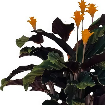 Monteceneri flowers  -  Calathea Tassmania Flower Bouquet/Arrangement