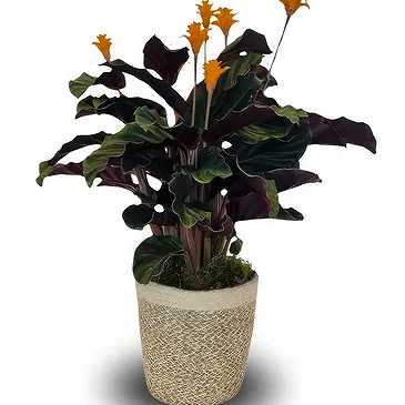 Monteceneri flowers  -  Calathea Tassmania Flower Bouquet/Arrangement