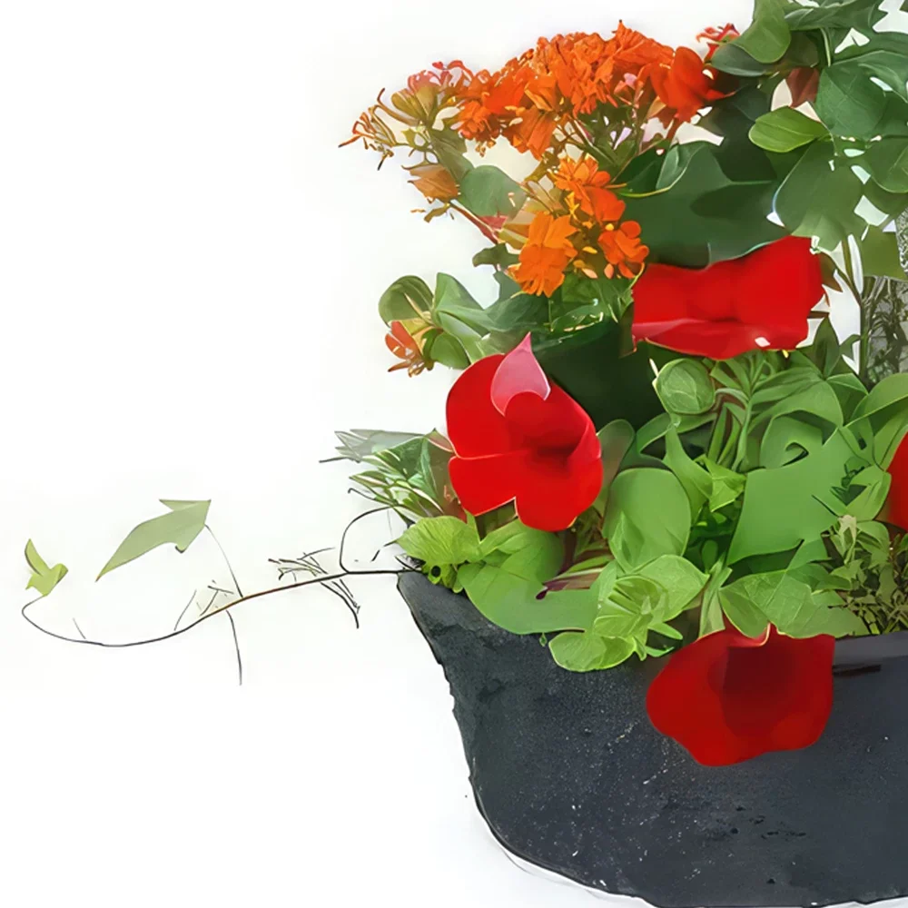 Paríž kvety- Calidi Red, Orange Plant Cup Aranžovanie kytice