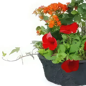 Dumbéa (Dumbéa) blomster- Calidi rød, orange plantebæger Blomst buket/Arrangement