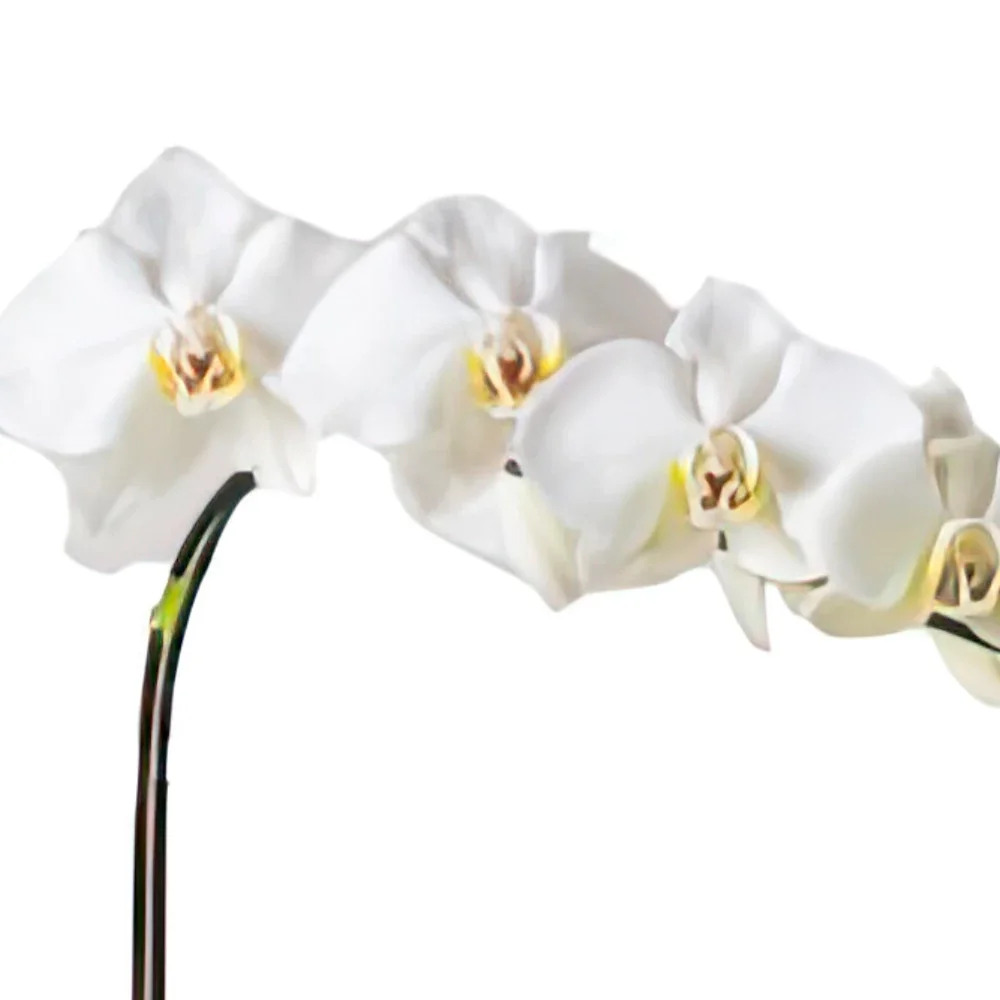 Belém blomster- Phalaenopsis Orchid til gave, chokolade og ba Blomst buket/Arrangement