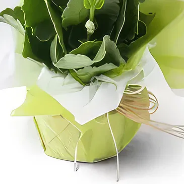 Brasilien Blumen Florist- WeißeS Glück Blume für Geschenk Bouquet/Blumenschmuck