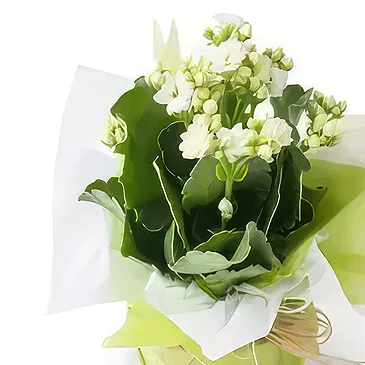 Brasilien Blumen Florist- WeißeS Glück Blume für Geschenk Bouquet/Blumenschmuck