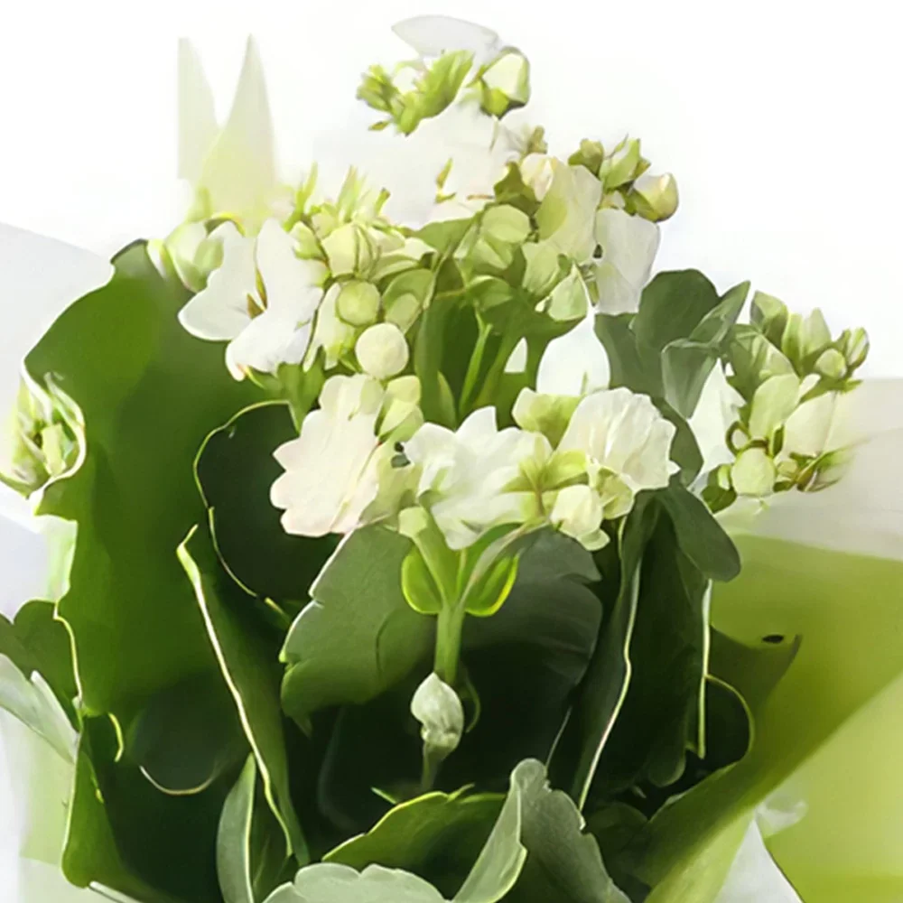 Σαλβαντόρ λουλούδια- Άσπρο λουλούδι τύχης για το δώρο Μπουκέτο/ρύθμιση λουλουδιών