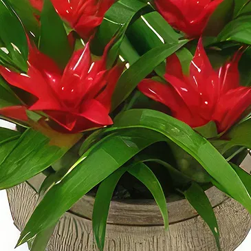 Cala Llonga flowers  -  Garden Tapestry Flower Bouquet/Arrangement