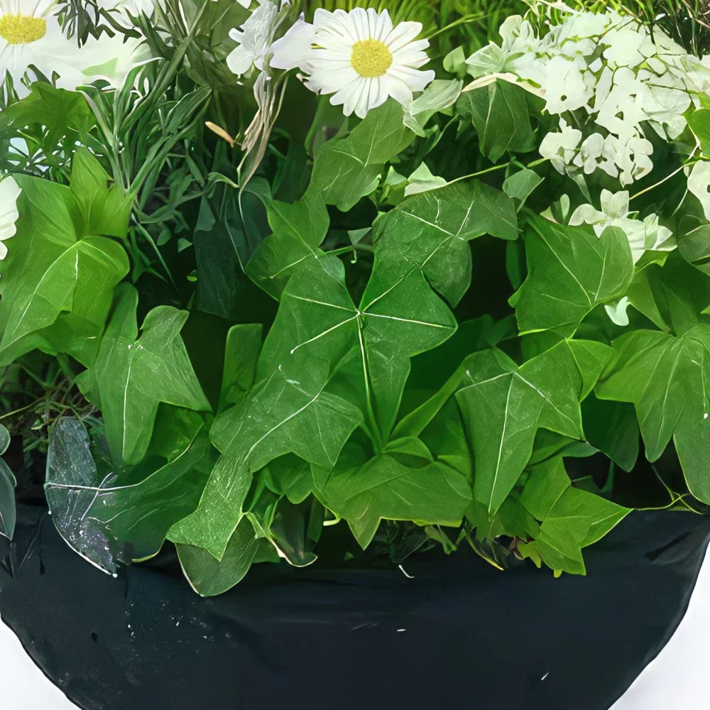 Λιλ λουλούδια- Σύνθεση λευκού φυτού χαμομήλου Μπουκέτο/ρύθμιση λουλουδιών
