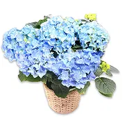 Oman online Florist - Blue hydrangea plant Bouquet