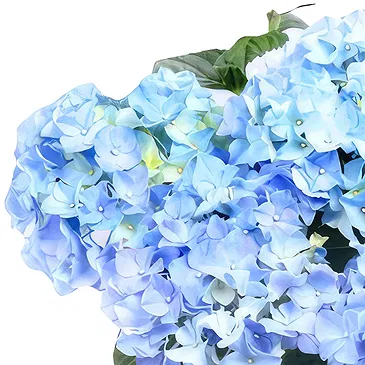 Segmon blomster- Blå hortensia plante Blomsterarrangementer bukett