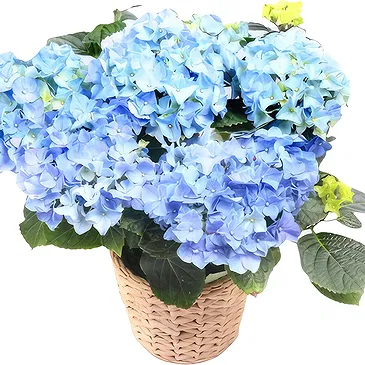 Segmon blomster- Blå hortensia plante Blomsterarrangementer bukett
