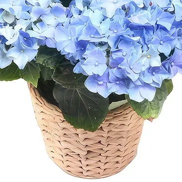 Segmon blomster- Blå hortensia plante Blomsterarrangementer bukett