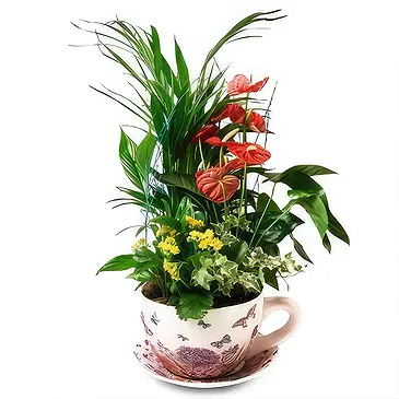 Cala Llonga flowers  -  Ever Green Flower Bouquet/Arrangement