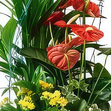 Cala Llonga flowers  -  Ever Green Flower Bouquet/Arrangement