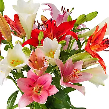 Haarlem flowers  -  Lilies - Fancy mix Flower Bouquet/Arrangement
