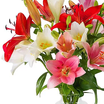 Haarlem flowers  -  Lilies - Fancy mix Flower Bouquet/Arrangement