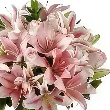 Ad Dilam blomster- Blandede liljer Blomsterarrangementer bukett