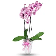 Gozo & Comino online virágüzlet - Halvány rózsaszín orchidea növény Csokor