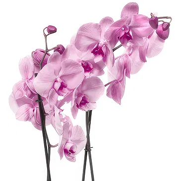 Birmingham flowers  -  Pale pink orchid plant Flower Bouquet/Arrangement