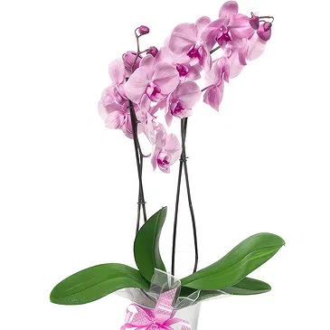 Birmingham flowers  -  Pale pink orchid plant Flower Bouquet/Arrangement
