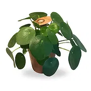 Belgium online Florist - Charming Pancake Plant Bouquet