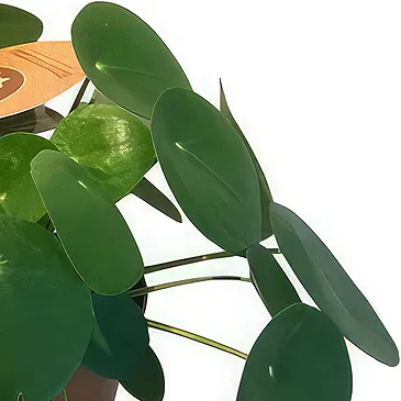 Zande blommor- Charmig pannkaksväxt Bukett/blomsterarrangemang