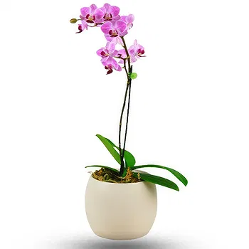 Thailand flowers  -  Pink orchid plant Flower Delivery