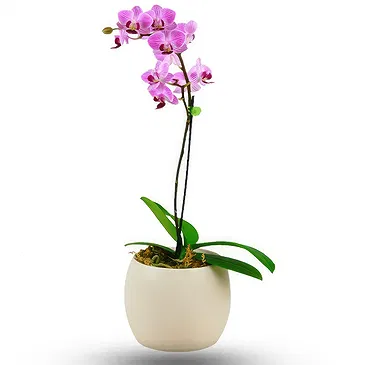 Birmingham flowers  -  Pink orchid plant Flower Bouquet/Arrangement