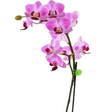 Birmingham flowers  -  Pink orchid plant Flower Bouquet/Arrangement