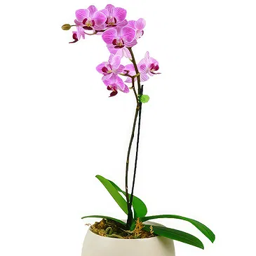 Birmingham flowers  -  Pink orchid plant Flower Bouquet/Arrangement