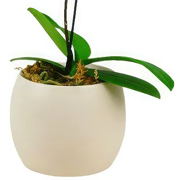 Birmingham flowers  -  Pink orchid plant Flower Bouquet/Arrangement