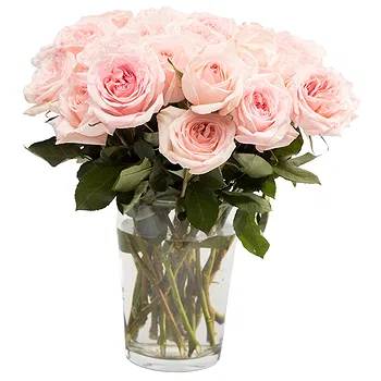 Holland flowers  -  12 Pink Roses Flower Delivery