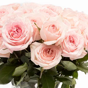 Oman flowers  -  12 Pink Roses Flower Bouquet/Arrangement