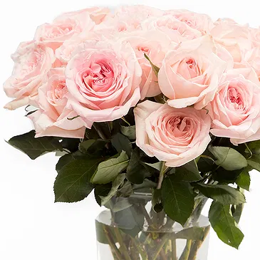Oman flowers  -  12 Pink Roses Flower Bouquet/Arrangement